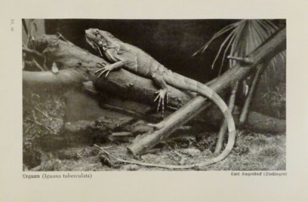 1926 - Leguan / Leguankopf, Ringelnatter - alter Druck